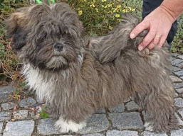 https://www.lhasaapso-ivepet.sk/preview/vyst_789.jpg