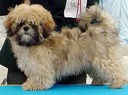 https://www.lhasaapso-ivepet.sk/preview/img_79.jpg
