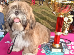 https://www.lhasaapso-ivepet.sk/preview/vyst_791.jpg