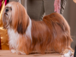 https://www.lhasaapso-ivepet.sk/preview/vyst_793.jpg