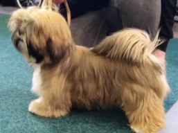 https://www.lhasaapso-ivepet.sk/preview/vyst_794.jpg