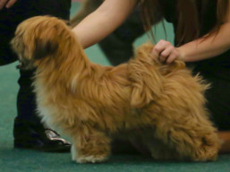 https://www.lhasaapso-ivepet.sk/preview/vyst_795.jpg