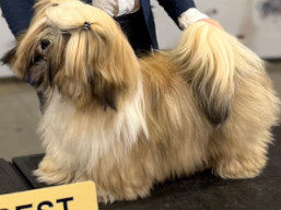 https://www.lhasaapso-ivepet.sk/preview/vyst_796.jpg