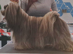 https://www.lhasaapso-ivepet.sk/preview/vyst_797.jpg