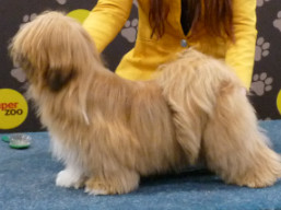 https://www.lhasaapso-ivepet.sk/preview/vyst_798.jpg