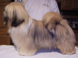 https://www.lhasaapso-ivepet.sk/preview/vyst_799.jpg