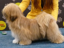 https://www.lhasaapso-ivepet.sk/preview/vyst_800.jpg