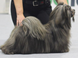 https://www.lhasaapso-ivepet.sk/preview/vyst_801.jpg