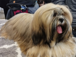 https://www.lhasaapso-ivepet.sk/preview/vyst_802.jpg