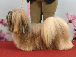 https://www.lhasaapso-ivepet.sk/preview/vyst_803.jpg