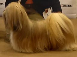 https://www.lhasaapso-ivepet.sk/preview/vyst_805.jpg