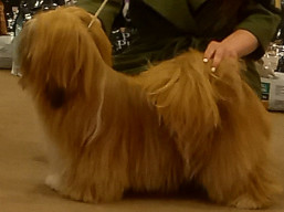 https://www.lhasaapso-ivepet.sk/preview/vyst_806.jpg