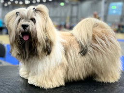 https://www.lhasaapso-ivepet.sk/preview/vyst_807.jpg