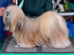 https://www.lhasaapso-ivepet.sk/preview/vyst_808.jpg