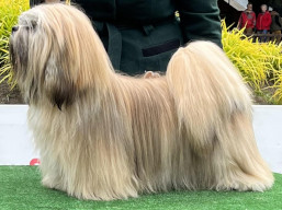 https://www.lhasaapso-ivepet.sk/preview/vyst_811.jpg