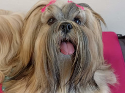 https://www.lhasaapso-ivepet.sk/preview/vyst_812.jpg