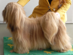 https://www.lhasaapso-ivepet.sk/preview/vyst_813.jpg