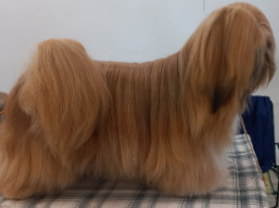 https://www.lhasaapso-ivepet.sk/preview/vyst_818.jpg