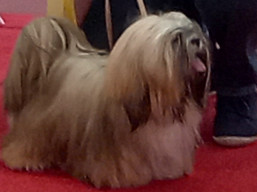 https://www.lhasaapso-ivepet.sk/preview/vyst_819.jpg