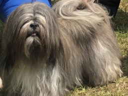 https://www.lhasaapso-ivepet.sk/preview/vyst_821.jpg