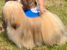 https://www.lhasaapso-ivepet.sk/preview/vyst_822.jpg