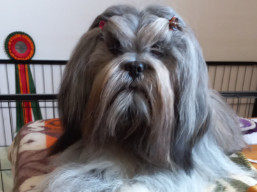 https://www.lhasaapso-ivepet.sk/preview/vyst_823.jpg
