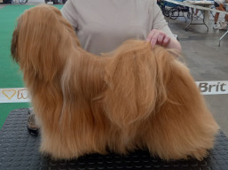 https://www.lhasaapso-ivepet.sk/preview/vyst_825.jpg