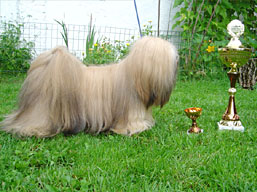 https://www.lhasaapso-ivepet.sk/preview/img_83.jpg
