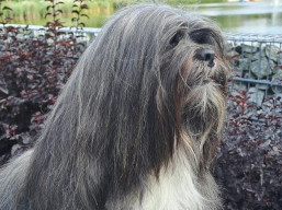 https://www.lhasaapso-ivepet.sk/preview/vyst_830.jpg