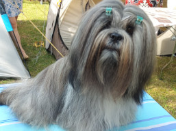 https://www.lhasaapso-ivepet.sk/preview/vyst_832.jpg