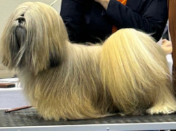 https://www.lhasaapso-ivepet.sk/preview/vyst_833.jpg