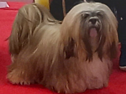 https://www.lhasaapso-ivepet.sk/preview/vyst_834.jpg
