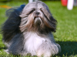 https://www.lhasaapso-ivepet.sk/preview/vyst_835.jpg