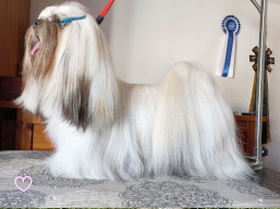 https://www.lhasaapso-ivepet.sk/preview/vyst_836.jpg