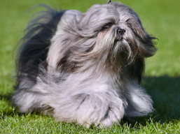 https://www.lhasaapso-ivepet.sk/preview/vyst_837.jpg