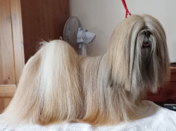 https://www.lhasaapso-ivepet.sk/preview/vyst_838.jpg