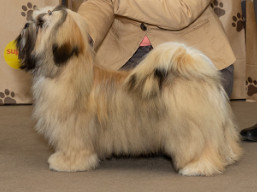 https://www.lhasaapso-ivepet.sk/preview/vyst_839.jpg