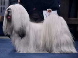 https://www.lhasaapso-ivepet.sk/preview/vyst_840.jpg