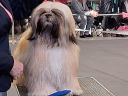 https://www.lhasaapso-ivepet.sk/preview/vyst_841.jpg