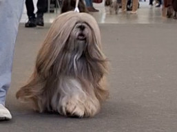 https://www.lhasaapso-ivepet.sk/preview/vyst_842.jpg