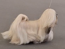 https://www.lhasaapso-ivepet.sk/preview/vyst_843.jpg