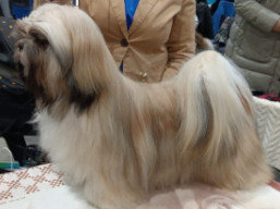 https://www.lhasaapso-ivepet.sk/preview/vyst_844.jpg