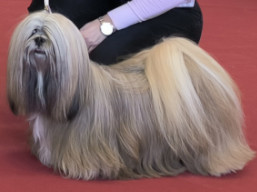 https://www.lhasaapso-ivepet.sk/preview/vyst_845.jpg
