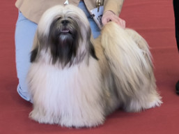 https://www.lhasaapso-ivepet.sk/preview/vyst_846.jpg
