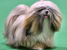 https://www.lhasaapso-ivepet.sk/preview/vyst_847.jpg