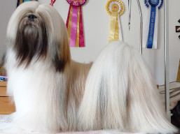 https://www.lhasaapso-ivepet.sk/preview/vyst_848.jpg