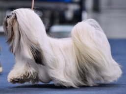 https://www.lhasaapso-ivepet.sk/preview/vyst_851.jpg