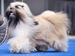 https://www.lhasaapso-ivepet.sk/preview/vyst_854.jpg