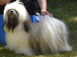 https://www.lhasaapso-ivepet.sk/preview/vyst_856.jpg