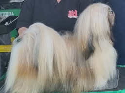 https://www.lhasaapso-ivepet.sk/preview/vyst_858.jpg